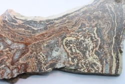 STROMATOLITE - Paléozoïc - Mexico