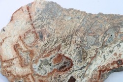 STROMATOLITE - Paléozoïc - Mexico