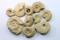 set of  10 indertermined ammonites - oxfordian - Vienne (86) - FRANCE