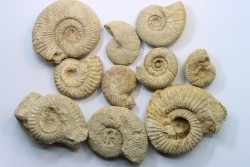 set of  10 indertermined ammonites - oxfordian - Vienne (86) - FRANCE