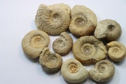 set of  10 indertermined ammonites - bathonian - Nièvre - FRANCE