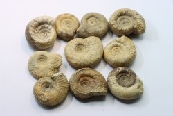 set of  10 indertermined ammonites - bathonian - Nièvre - FRANCE