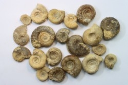 set of  20 indertermined ammonites - bathonian - Nièvre - FRANCE
