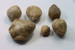 set of  6 indertermined brachiopods - bathonian - Nièvre - FRANCE