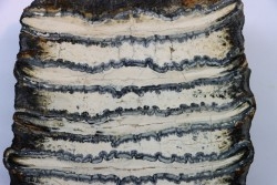 DENT DE MAMMOUTH:  mammuthus columbi - Pleistocene - South Carolina, United States