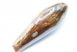 Sperm Whale tooth :Scaldicetus (2)