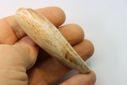 dent de mammifère: SCALDICETUS -Miocene - South Carolina - USA