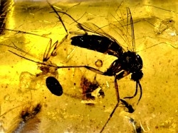 Copal: Blatte, Moustique, Diptères - Pliocène à holocène - Antsiranana, Madagascar