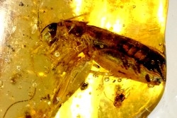 Copal: Blatte, Diptères - Pliocène à holocène - Antsiranana, Madagascar