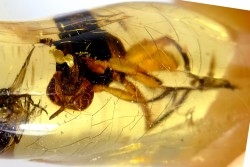 insect: Asilidae, Mouche