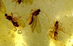 Copal: Moustiques - Pliocène à holocène - Antsiranana, Madagascar