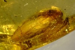 Copal: Blatte, Moustique, Diptères - Pliocène à holocène - Antsiranana, Madagascar