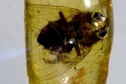 Copal: Diptères - Pliocène à holocène - Antsiranana, Madagascar