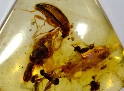 Copal: Coléoptère, Fourmi - Pliocène à holocène - Antsiranana, Madagascar