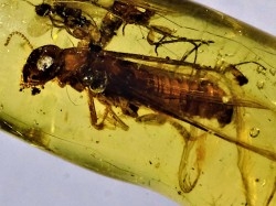 insect: Termite ailée, Mouche