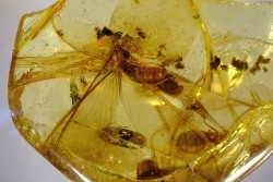 Copal: Termite ailée - Pliocène à holocène - Antsiranana, Madagascar