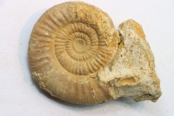 Choffatia (grossouvria) Kontkiewiczi evoluta - callovien - Saint Laon – 86 - France