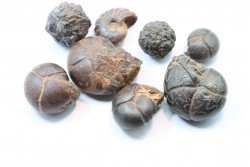 lot de 8 pieces: goniatites et nodules limoniteux - famennien - fezzou, Maroc