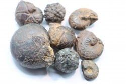 lot de 8 pieces: goniatites et nodules limoniteux - famennien - fezzou, Maroc