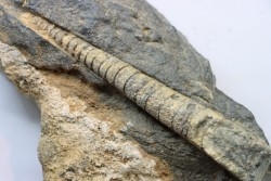 orthoceras: Michelinoceras michelini - givétien - Erfoud, Maroc