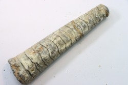 orthoceras: Michelinoceras michelini - givétian - Erfoud, Morocco