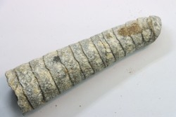 orthoceras: Michelinoceras michelini - givétien - Erfoud, Maroc