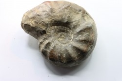 CERATITES NODUSUS - Muschelkalk - Wasselone, FRANCE