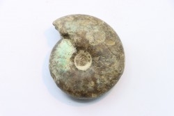 CRASPEDITES KALCHPURICUS - Volgien - Ulyanovsk, volga Région, Russia