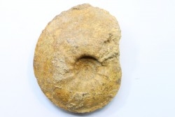 Cardioceras aff. tenuicostatum - Oxfordian - Villers le Tourneur - 08 - FRANCE