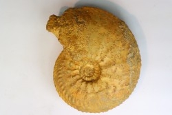 Cardioceras cordatum - Oxfordian - Villers le Tourneur - 08 - FRANCE