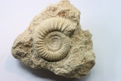 peltoceras (rursiceras) annulosum - callovien - Montreuil Bellay- FRANCE