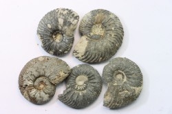 lot de 5 cardioceras sp.  // callovian // formation des marnes de Dives // Villers sur Mer - France