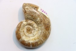 Lytoceras sp. // Oxfordian  //  Atsimo-Andrefana, Madagascar