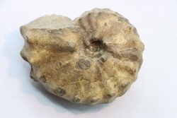 Baroissiceras Onilahyense (Basse, 1947) - coniacien - region de Atsimo Andrefana - MADAGASCAR