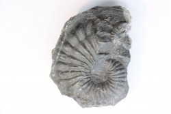 Oxytropidoceras karsteni  - Albien - Perou