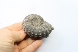 Prolyelliceras ulrichi (KNECHTEL 1947)  - Albien - Perou