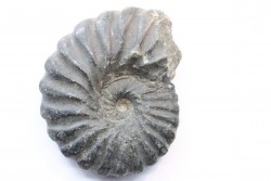 Gerhardtia galeatoides - Barrémien - Colombie