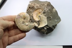 Hoploscaphites nicolletii - Maastrichtian - Dakota - USA