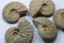 lot de 5 PSEUDOSCHLOENBACHIA  // campanian // Belo sur Tsiribihina - MADAGASCAR