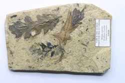 feuilles de chêne - Tortonien, (Miocene) - Massif du Coiron, Saint Bauzile, Ardeche