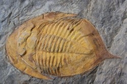 Kierarges Morrisoni - ordovicien - fezouata Fmt - Zagora, Maroc