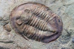 Asaphellus fezouatensis - ordovician -fezouata Fmt - Zagora, Morocco