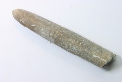 belemnite: Belemnitella Mucronatha - upper campanian - Höver, Hannover, Germany