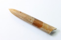 belemnite: Belemnitella Mucronatha - upper campanian - Höver, Hannover, Germany