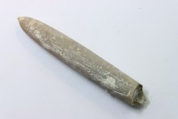 belemnite: Belemnitella Mucronatha - upper campanian - Höver, Hannover, Germany