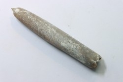 belemnite: Belemnitella Mucronatha - upper campanian - Höver, Hannover, Germany