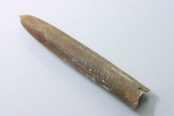 belemnite: Belemnitella Mucronatha - upper campanian - Höver, Hannover, Germany