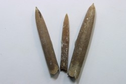 set of 3 belemnites: Belemnitella Mucronatha - upper campanian - Höver, Hannover, Germany