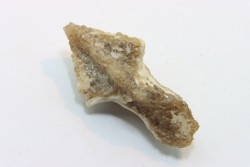Rhyncholite ( bec de nautile) - Barthonien - Gueran, Sahara occidentale