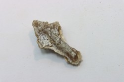 Rhyncholite ( bec de nautile) - Barthonien - Gueran, Sahara occidentale